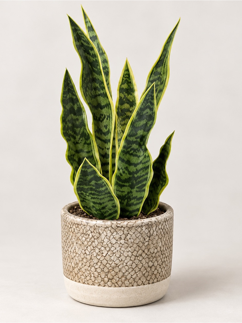 Snake Plant in Decorative Pot